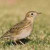 Sprague's Pipit